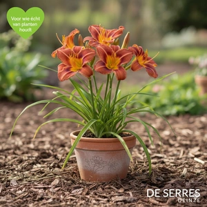 Hemerocallis 'Rajah' P9