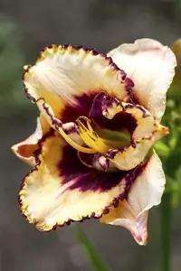 Hemerocallis hybr. 'Serena Sunburst' P9 - afbeelding 5