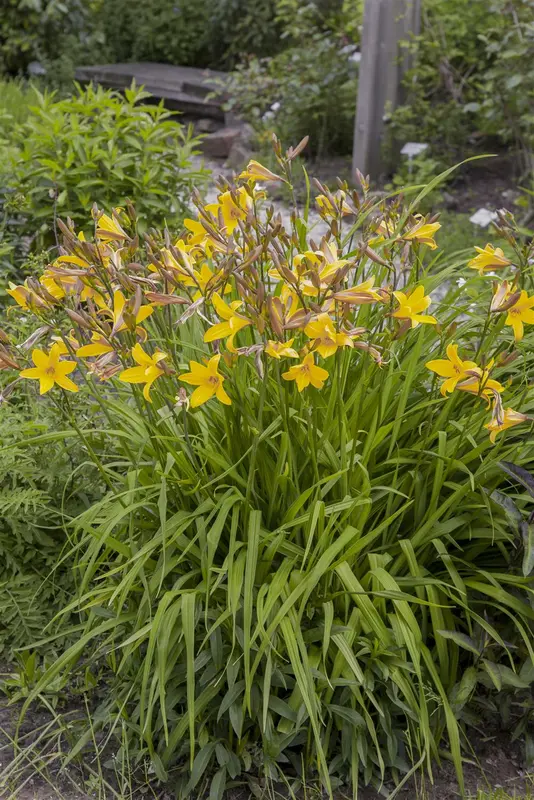 Hemerocallis hybr. 'Serena Sunburst' P9 - afbeelding 2
