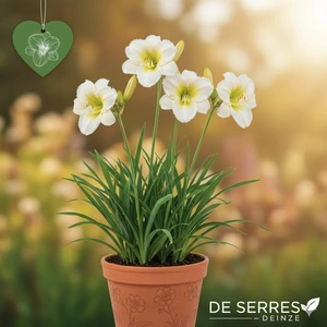 Hemerocallis 'Snowy Apparition' P9
