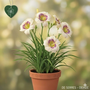 Hemerocallis 'Snowy Eyes' P9