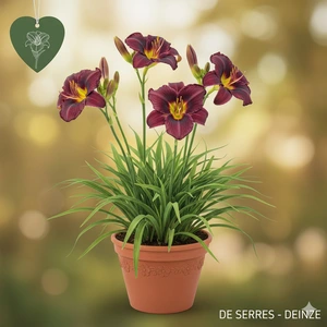 Hemerocallis 'Strutter´s Ball'