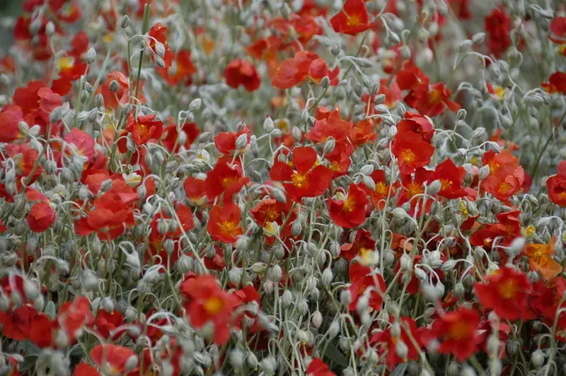 helianthemum hybr. 'henfield brilliant' P9 - afbeelding 2