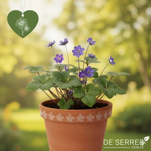Hepatica nobilis P9
