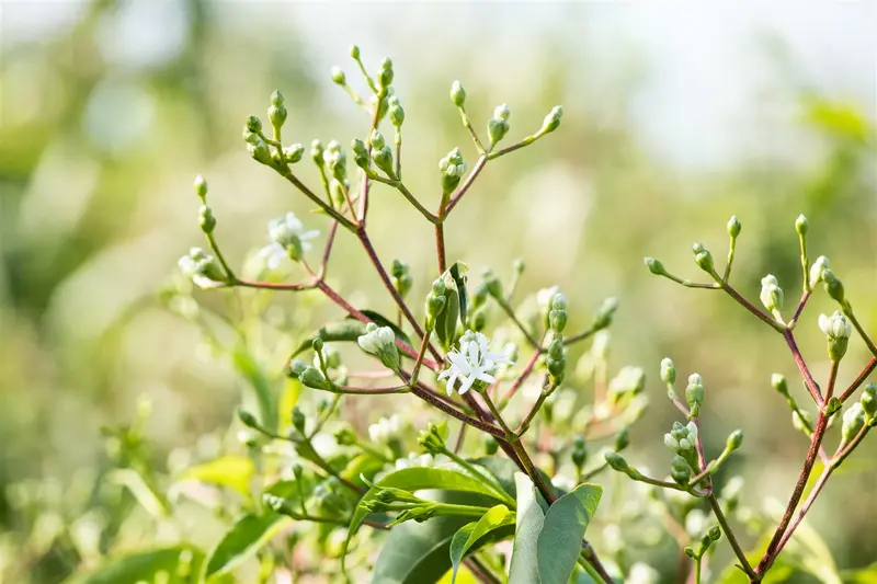 heptacodium miconioides (250-300 cm) - afbeelding 2