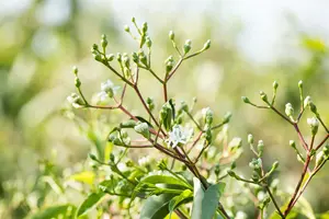heptacodium miconioides (250-300 cm) - afbeelding 2