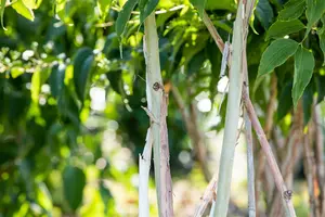 heptacodium miconioides (250-300 cm) - afbeelding 3
