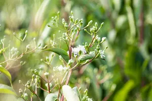 heptacodium miconioides (250-300 cm) - afbeelding 5