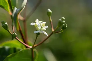 heptacodium miconioides (250-300 cm) - afbeelding 5