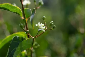 heptacodium miconioides (250-300 cm) DKL MRST - afbeelding 4