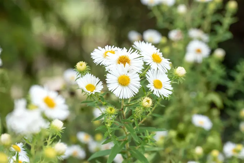 aster n.-a. 'herbstschnee' P9
