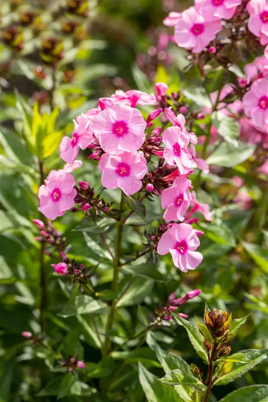 phlox (p) 'herbstwalzer' P9 - afbeelding 2