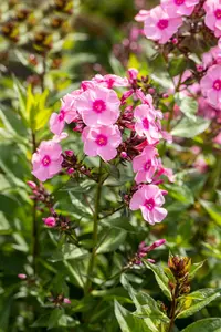 phlox (p) 'herbstwalzer' P9 - afbeelding 2