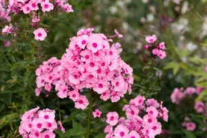 phlox (p) 'herbstwalzer' P9 - afbeelding 3