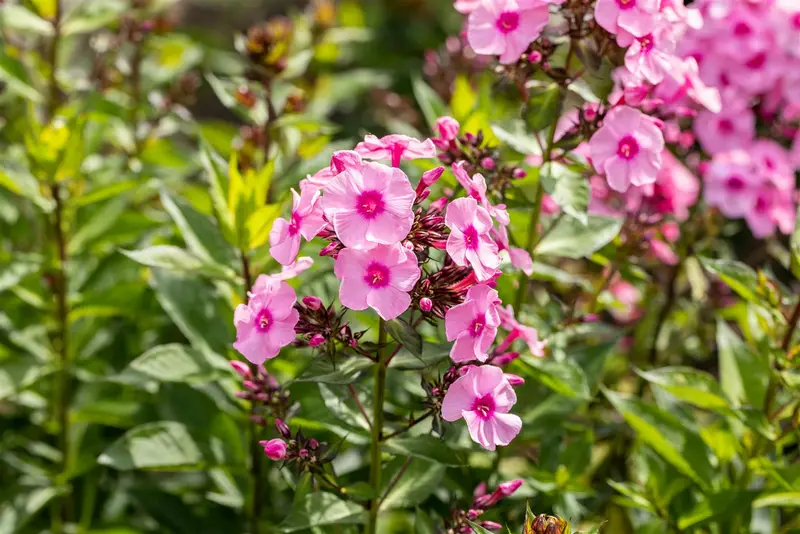 phlox (p) 'herbstwalzer' P9 - afbeelding 1
