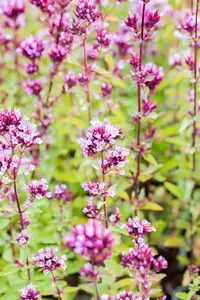 origanum laev. 'herrenhausen' P9 - afbeelding 2