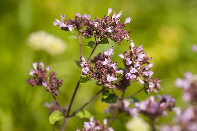 origanum laev. 'herrenhausen' P9 - afbeelding 1