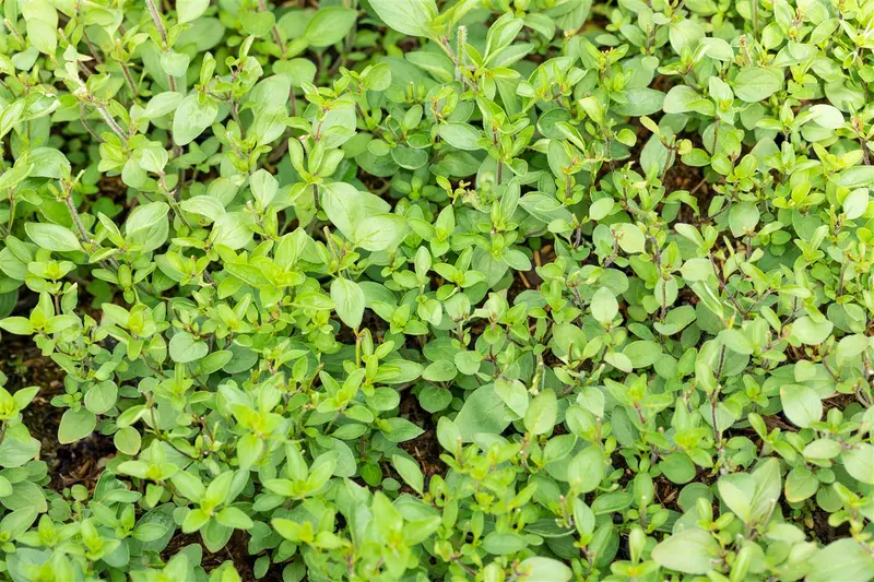origanum laev. 'herrenhausen' P9 - afbeelding 3
