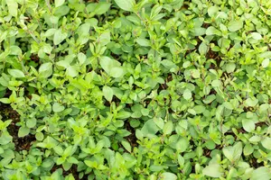 origanum laev. 'herrenhausen' P9 - afbeelding 3