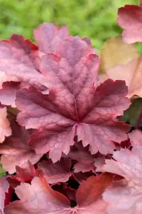 Heuchera amer. 'Melting Fire' P9