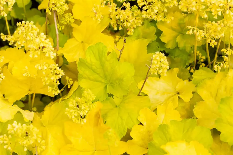Heuchera 'Blondie In Lime' P9 - afbeelding 1
