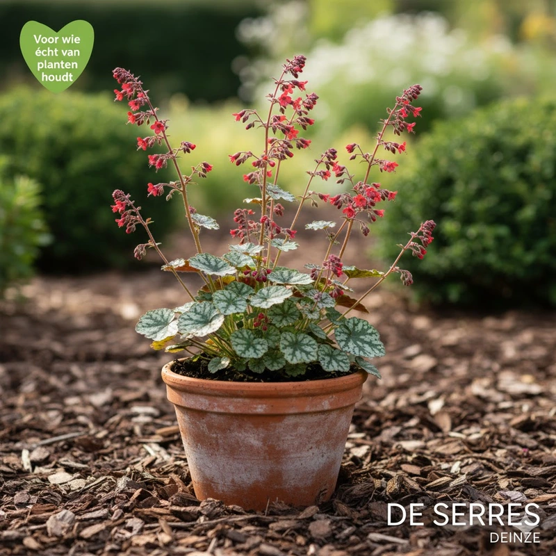 Heuchera x brizoides 'Pluie de Feu' P9