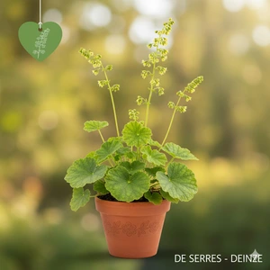 Heuchera cylindrica 'Greenfinch'