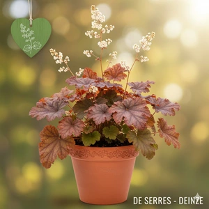 Heuchera villosa 'Autumn Leaves' P9