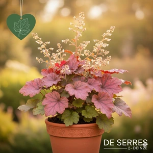 Heuchera villosa 'Berry Smoothie'® P9