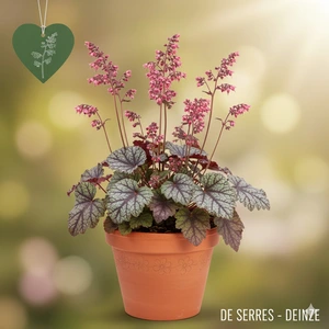 Heuchera 'Berry Timeless'