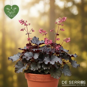 Heuchera 'Black Forest Cake' P9