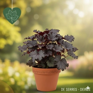 Heuchera 'Black Sea' P9