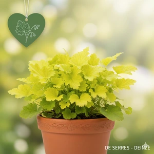Heuchera villosa 'Citronelle'® P9
