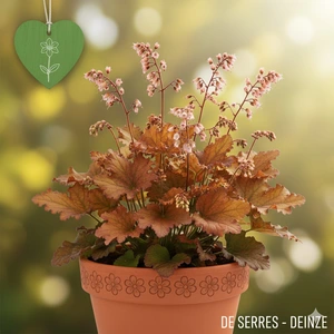 Heuchera Indian Summer 'Cranberry'