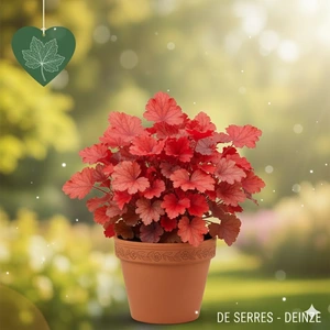 Heuchera micrantha 'Fire Alarm' P9