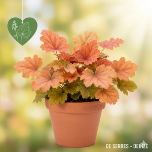 Heuchera villosa 'Georgia Peach' P9