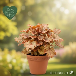 Heuchera 'Ginger Ale' P9