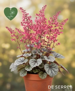 Heuchera 'Glitter' P9