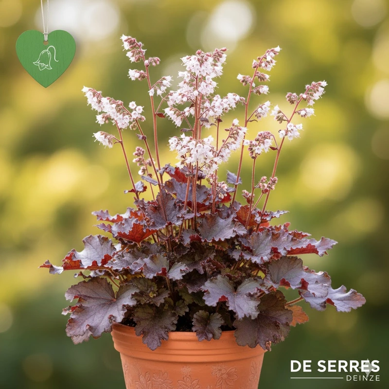 Heuchera Indian Summer 'Boysenberry'