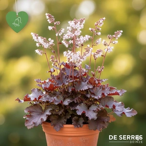 Heuchera Indian Summer 'Boysenberry'