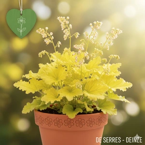 Heuchera 'Lemon Love'