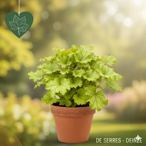 Heuchera 'Lime Marmalade' P9