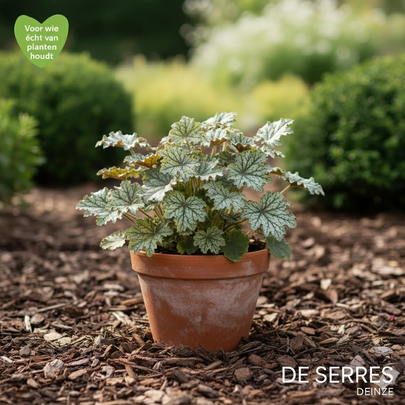 Heuchera micrantha 'Mint Frost'® P9