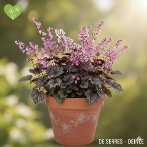 Heuchera micrantha 'Petite Pearl Fairy'®