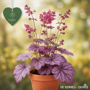 Heuchera 'Pink Panther'