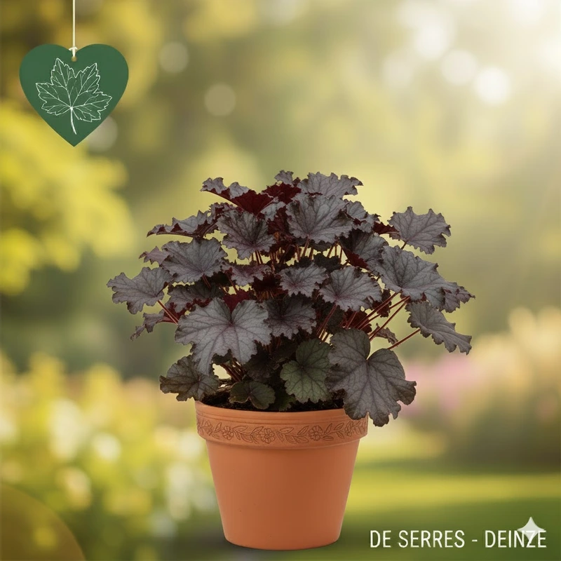 Heuchera 'Plum Royale' P9
