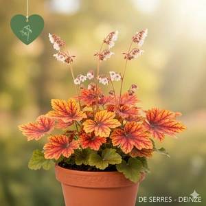 Heuchera villosa 'Red Lightning'