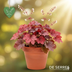 Heuchera 'Rex Red'(s)