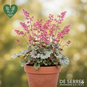 Heuchera 'Silver Gumdrop' P9