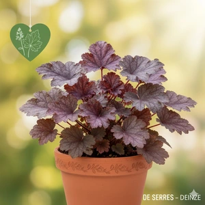 Heuchera 'Sugar Plum' P9